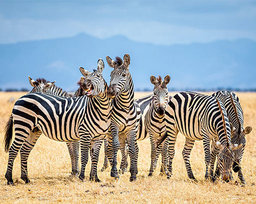 5 Days Safari