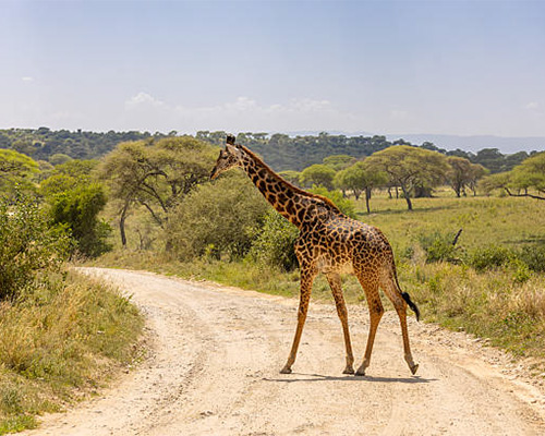 6 Days Safari