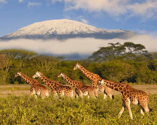 Ngorongoro
